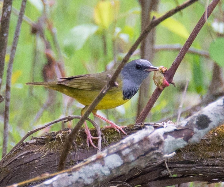 Mourning Warbler - ML162489131