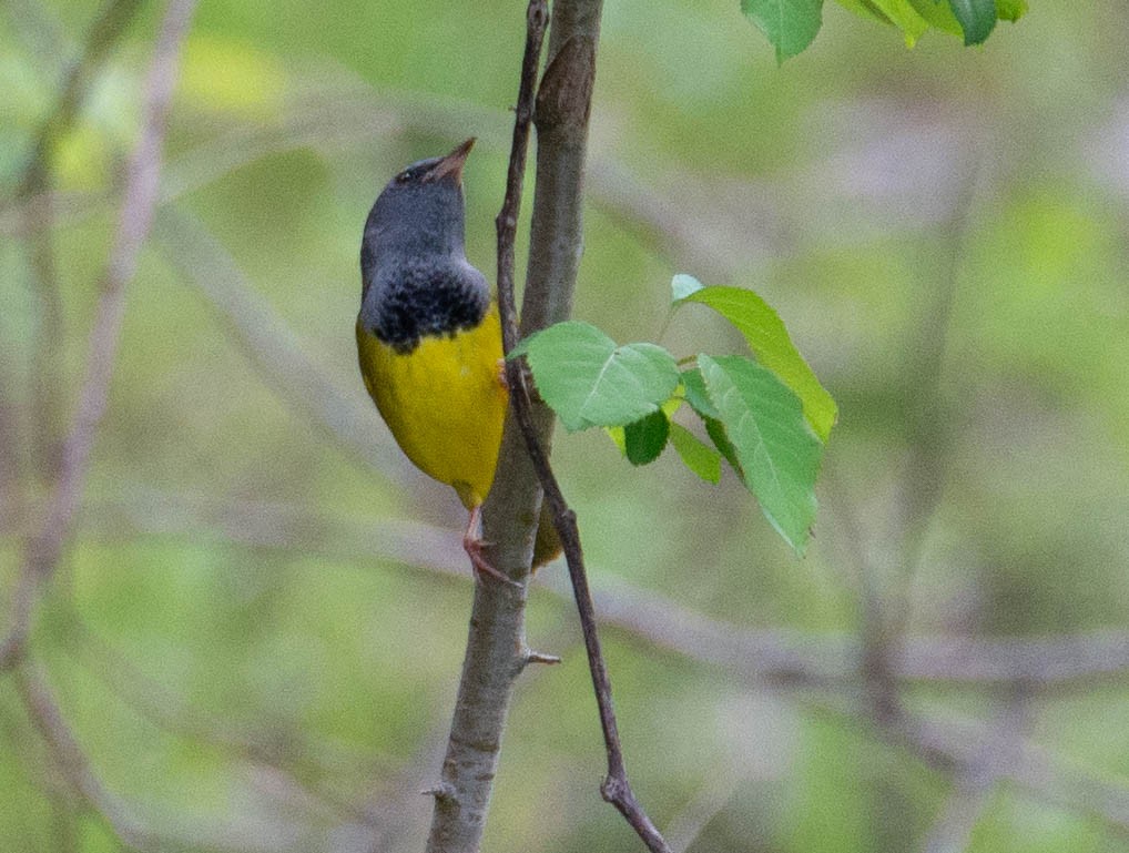 Mourning Warbler - ML162489411
