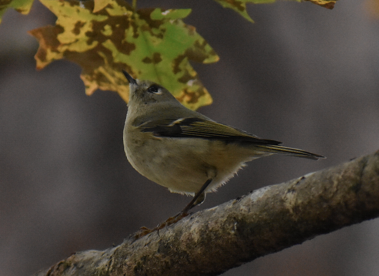 Ruby-crowned Kinglet - ML162489471