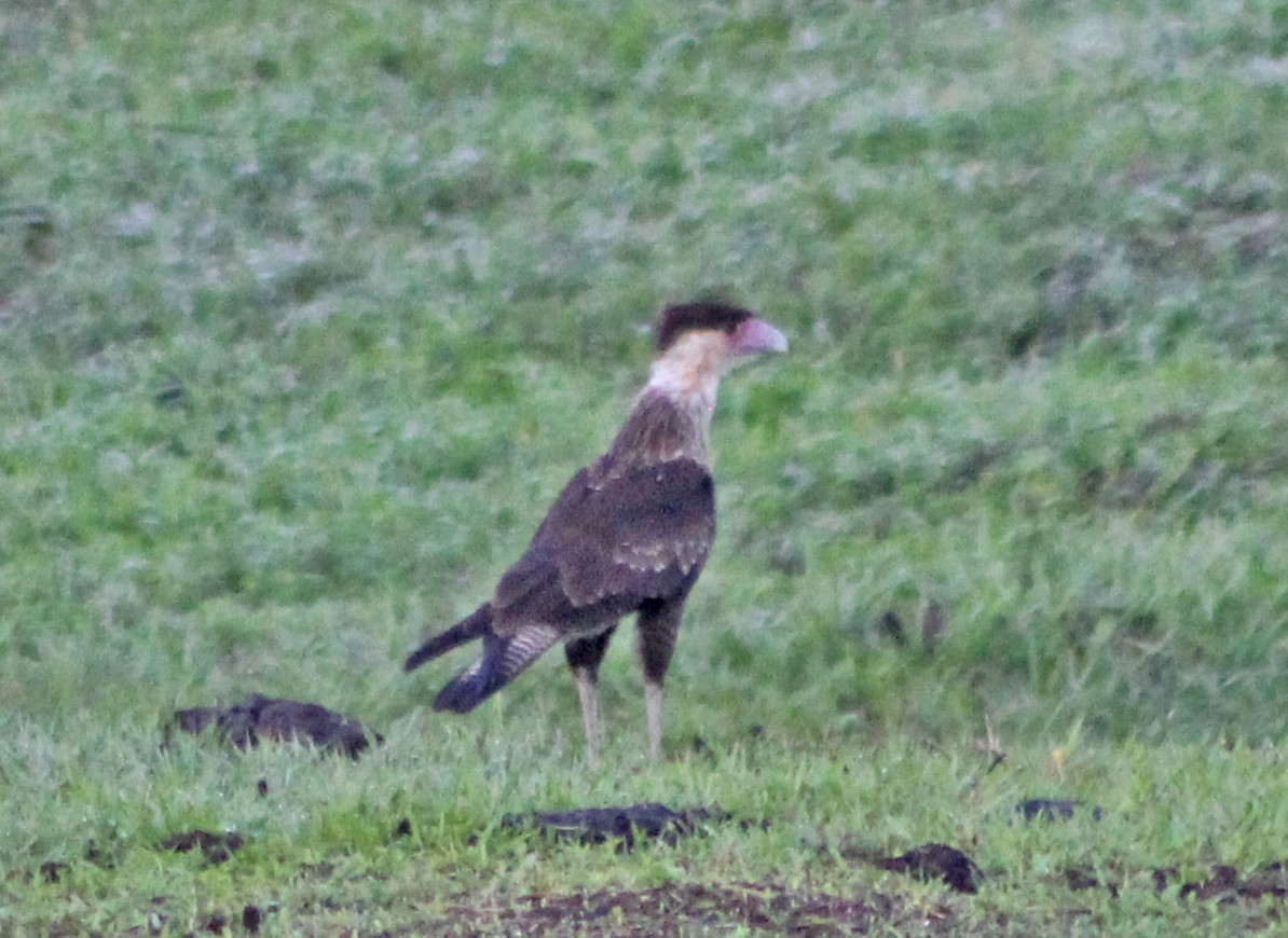 Caracara huppé (cheriway) - ML162490041