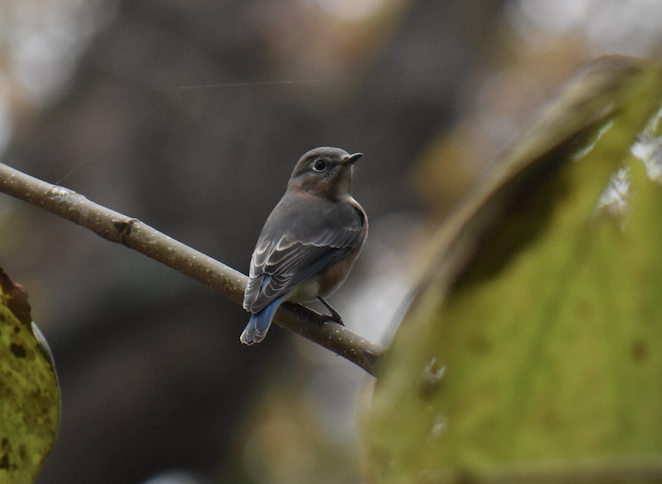 Eastern Bluebird - ML162490131