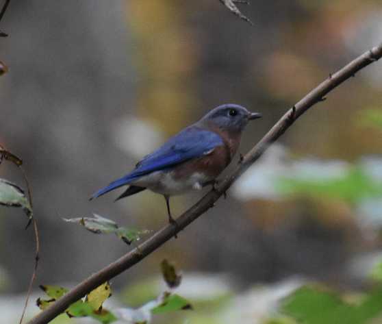 Eastern Bluebird - ML162490141