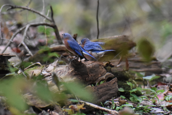 Eastern Bluebird - ML162490181