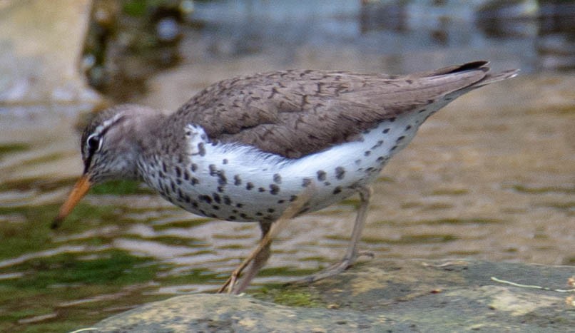 Spotted Sandpiper - ML162490731
