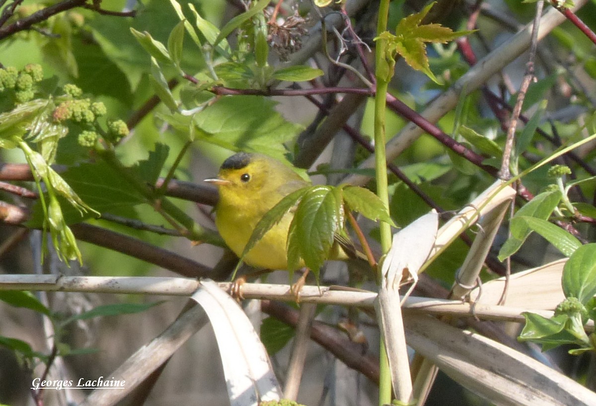 Wilson's Warbler - Georges Lachaîne