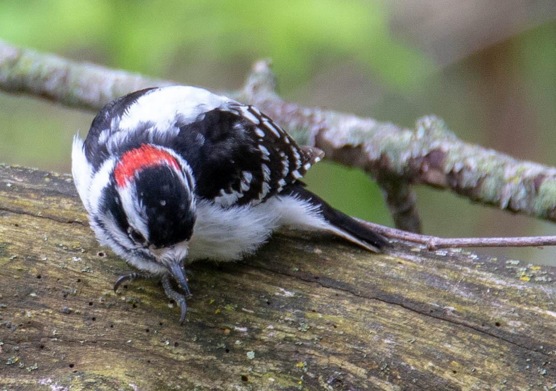 Downy/Hairy Woodpecker - ML162491021