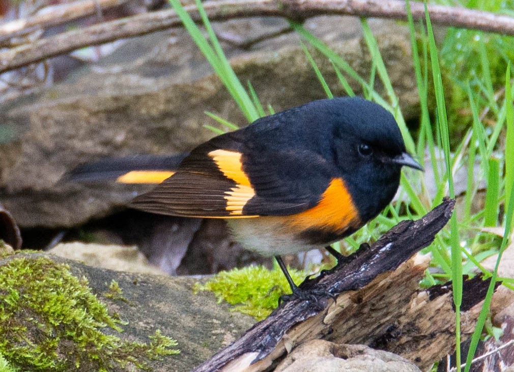 American Redstart - ML162491281
