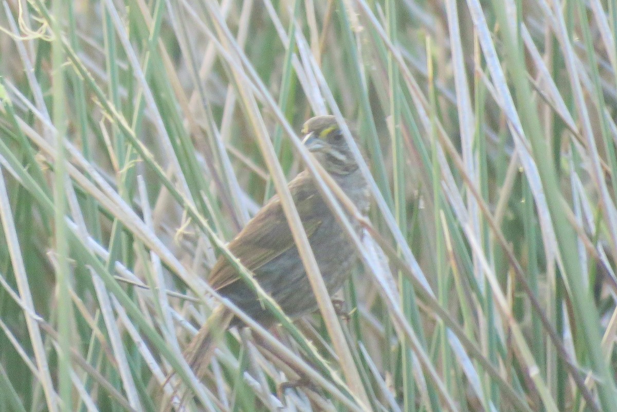 Seaside Sparrow - ML162491331