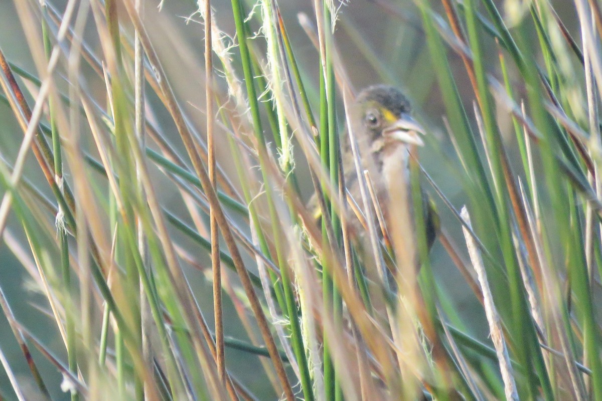 Seaside Sparrow - ML162491351