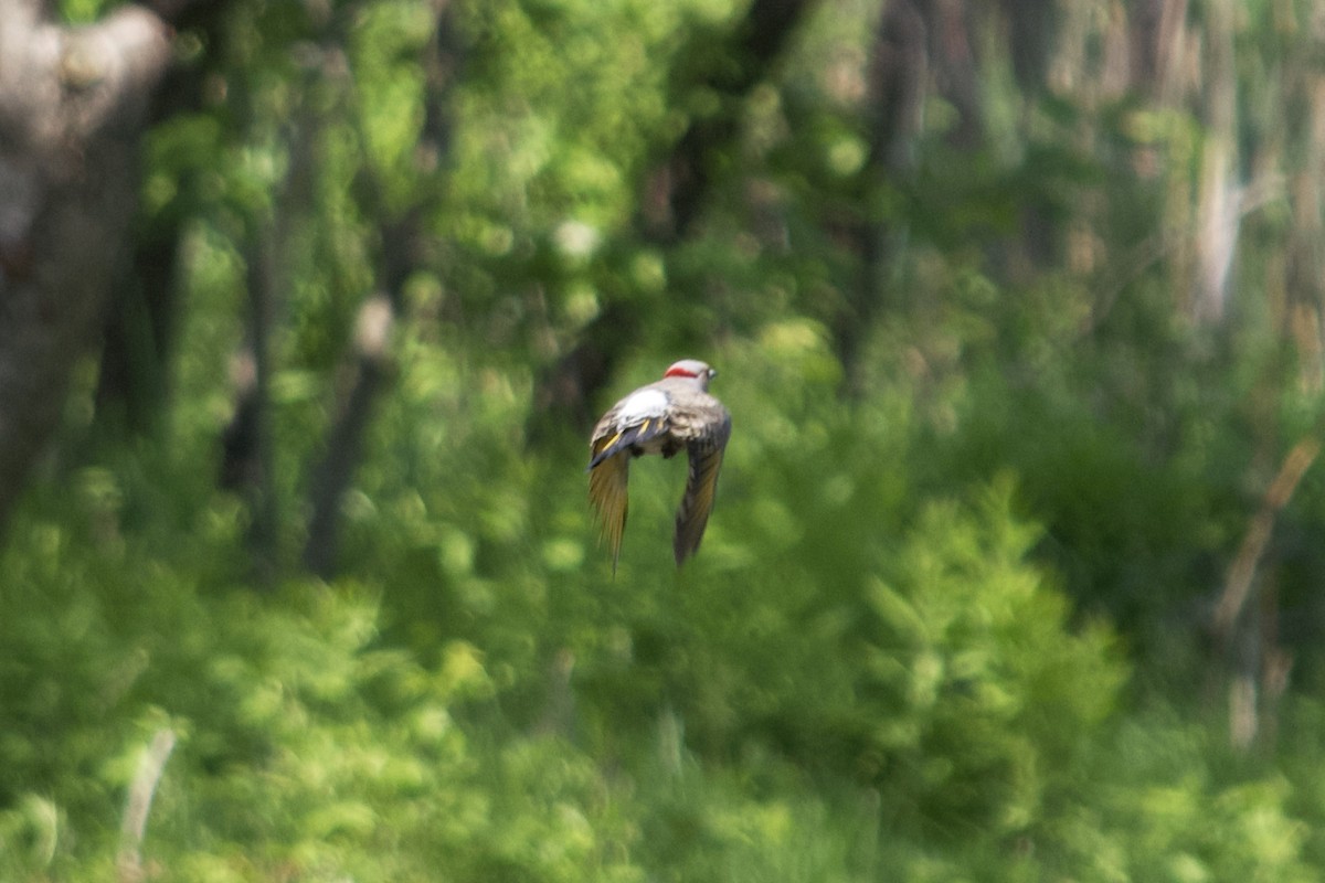 Northern Flicker (Yellow-shafted) - ML162491791