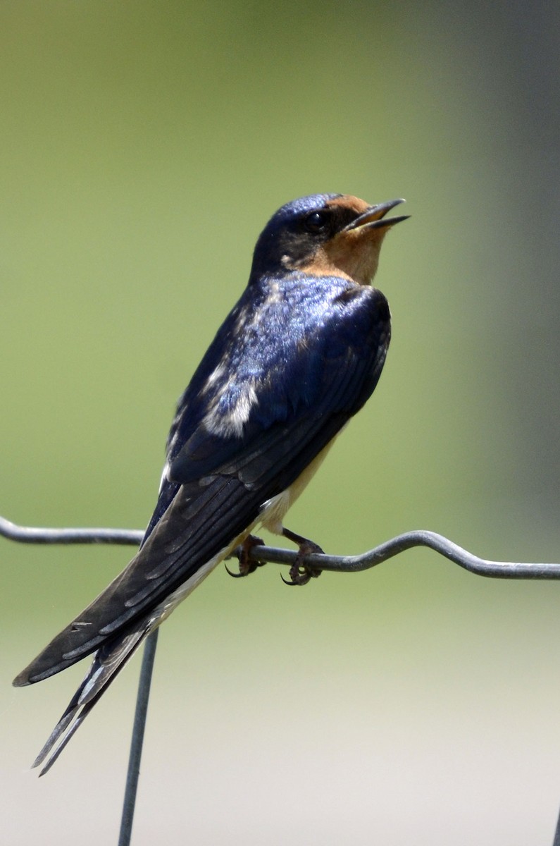 Barn Swallow - ML162492171