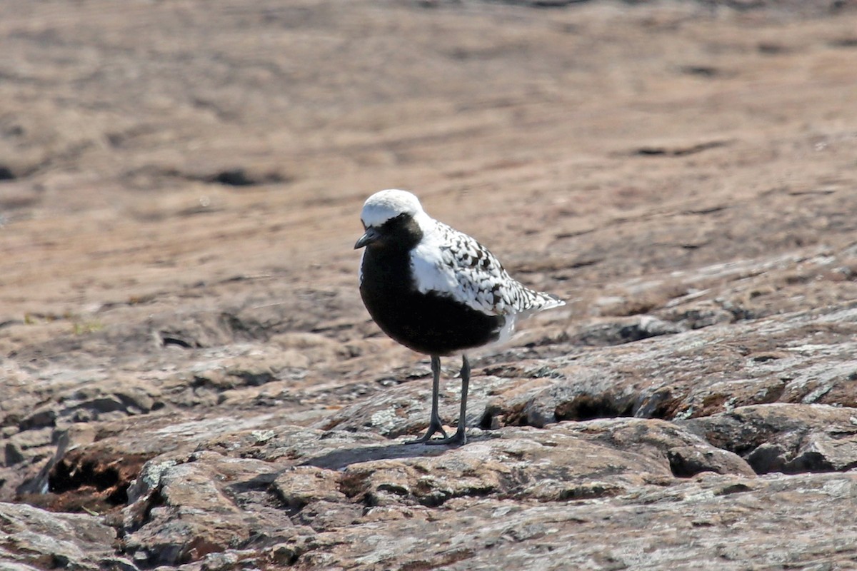 Black-bellied Plover - ML162492181