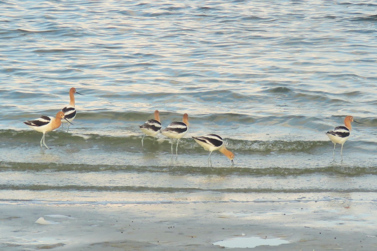 American Avocet - ML162492251