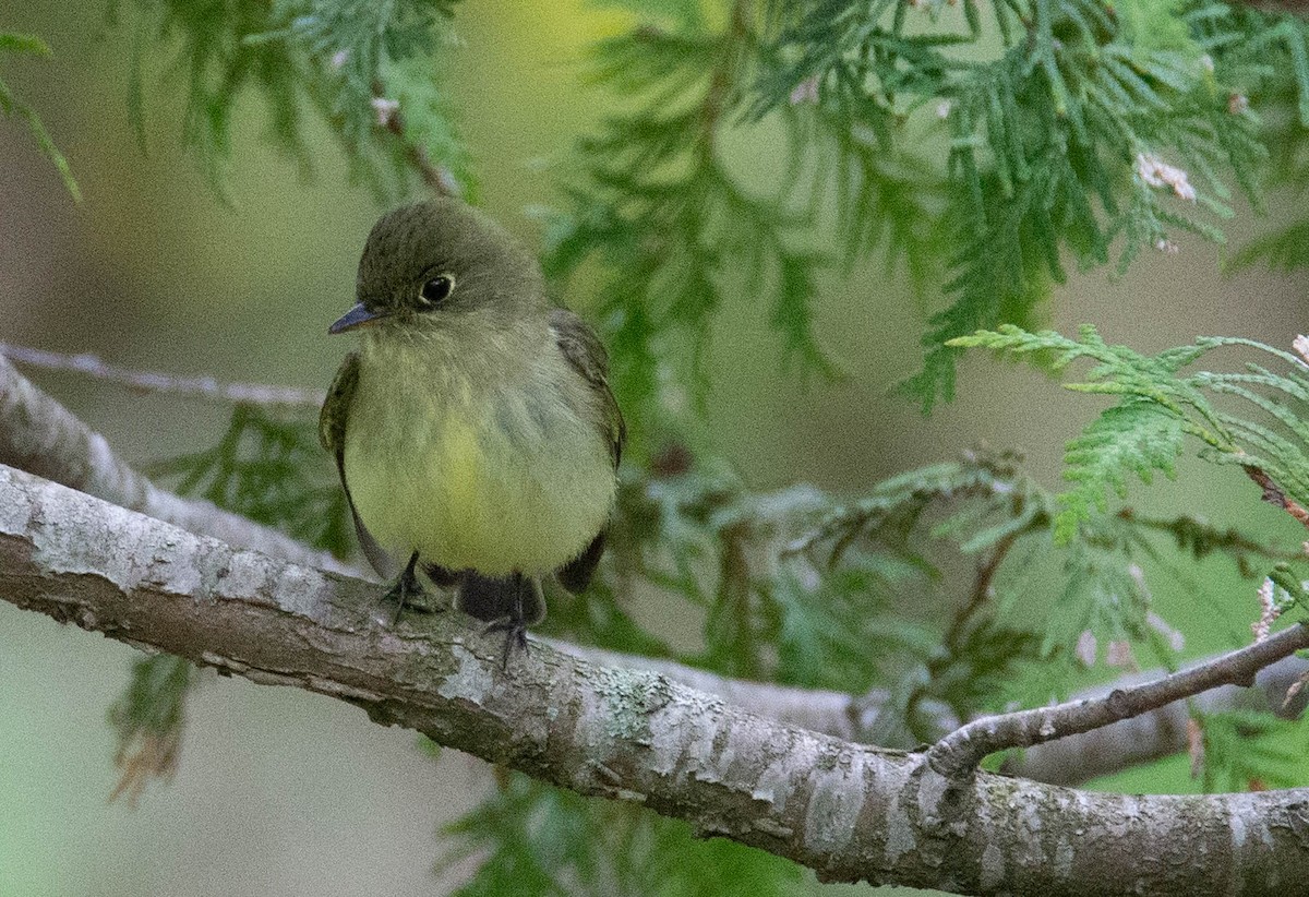 Least Flycatcher - ML162492341