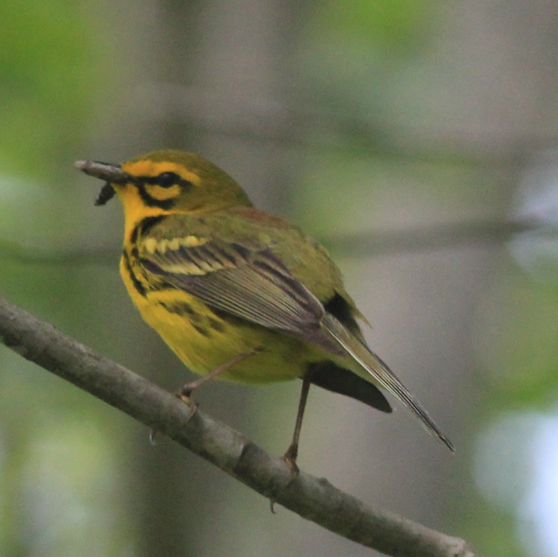 Prairie Warbler - ML162492801