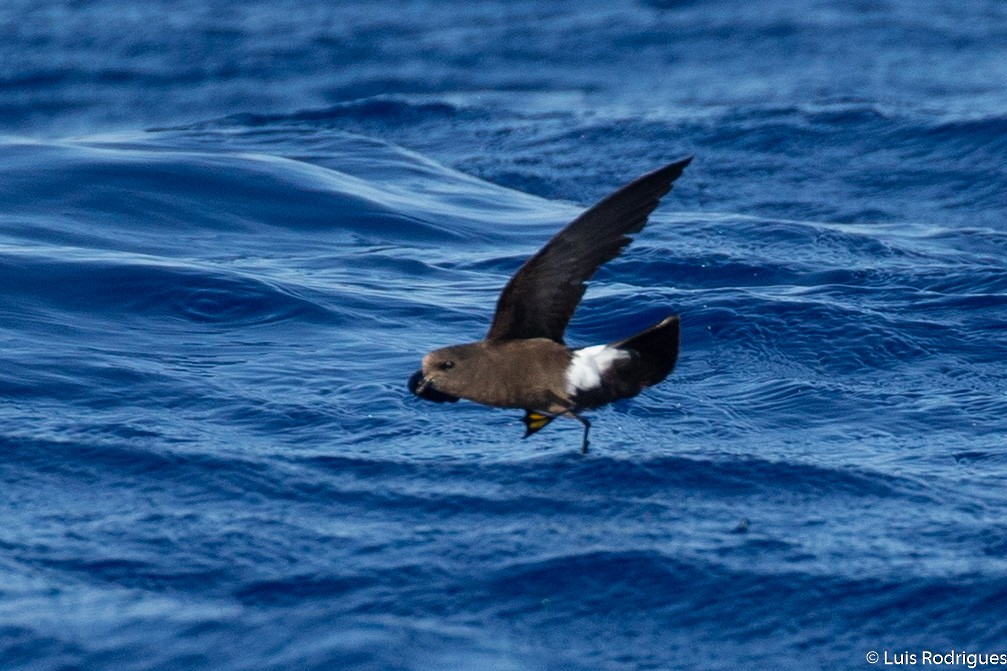 Wilson's Storm-Petrel - Luis Rodrigues