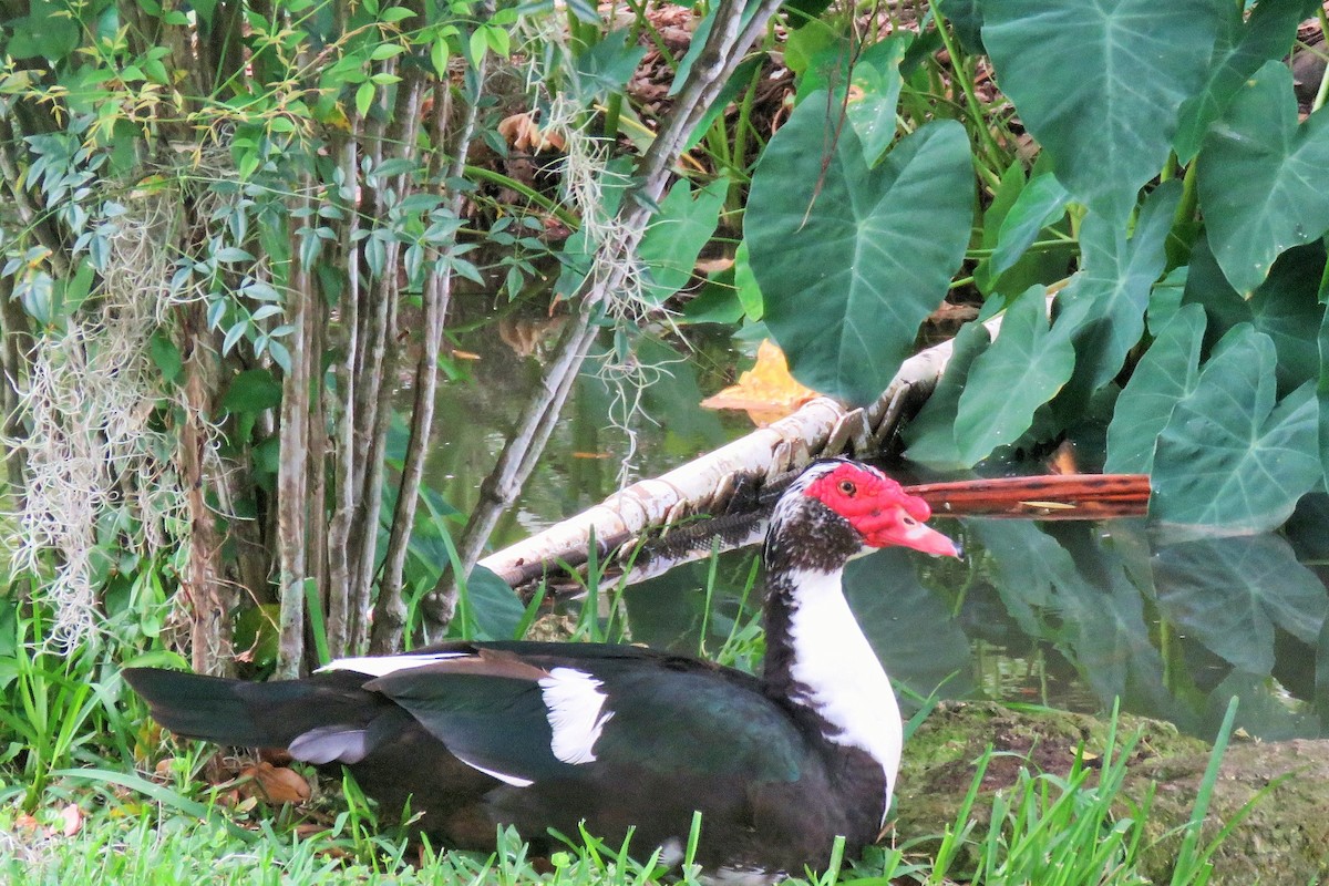 Muscovy Duck (Domestic type) - ML162493861