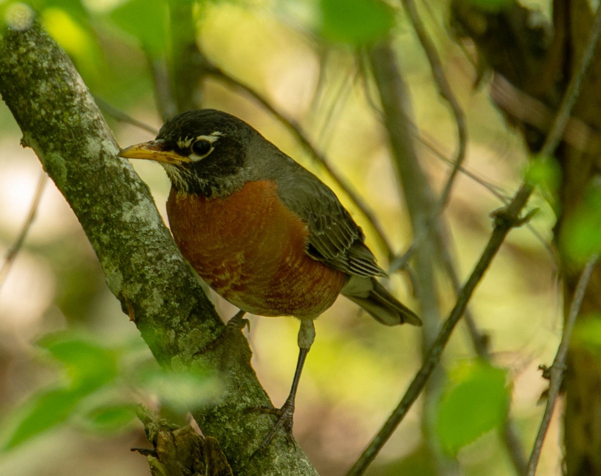 American Robin - ML162494321