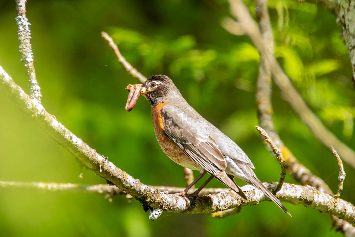 American Robin - ML162494401