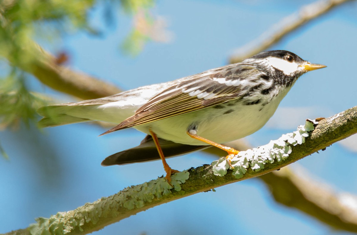 Blackpoll Warbler - ML162495691