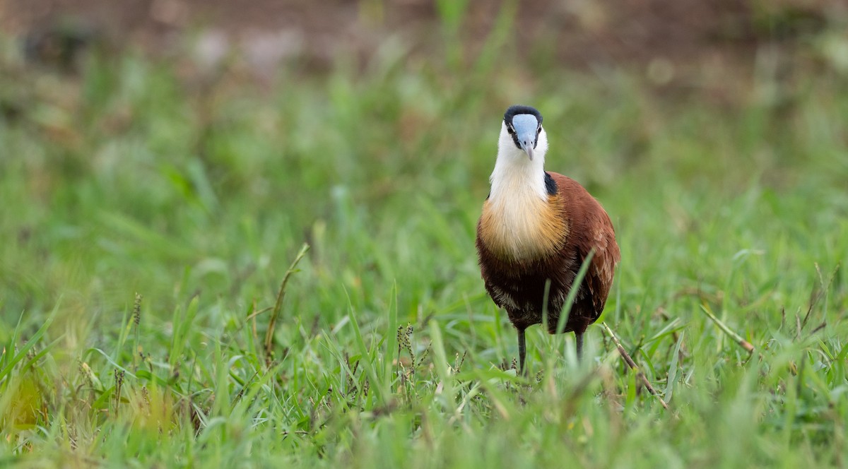 African Jacana - ML162497271