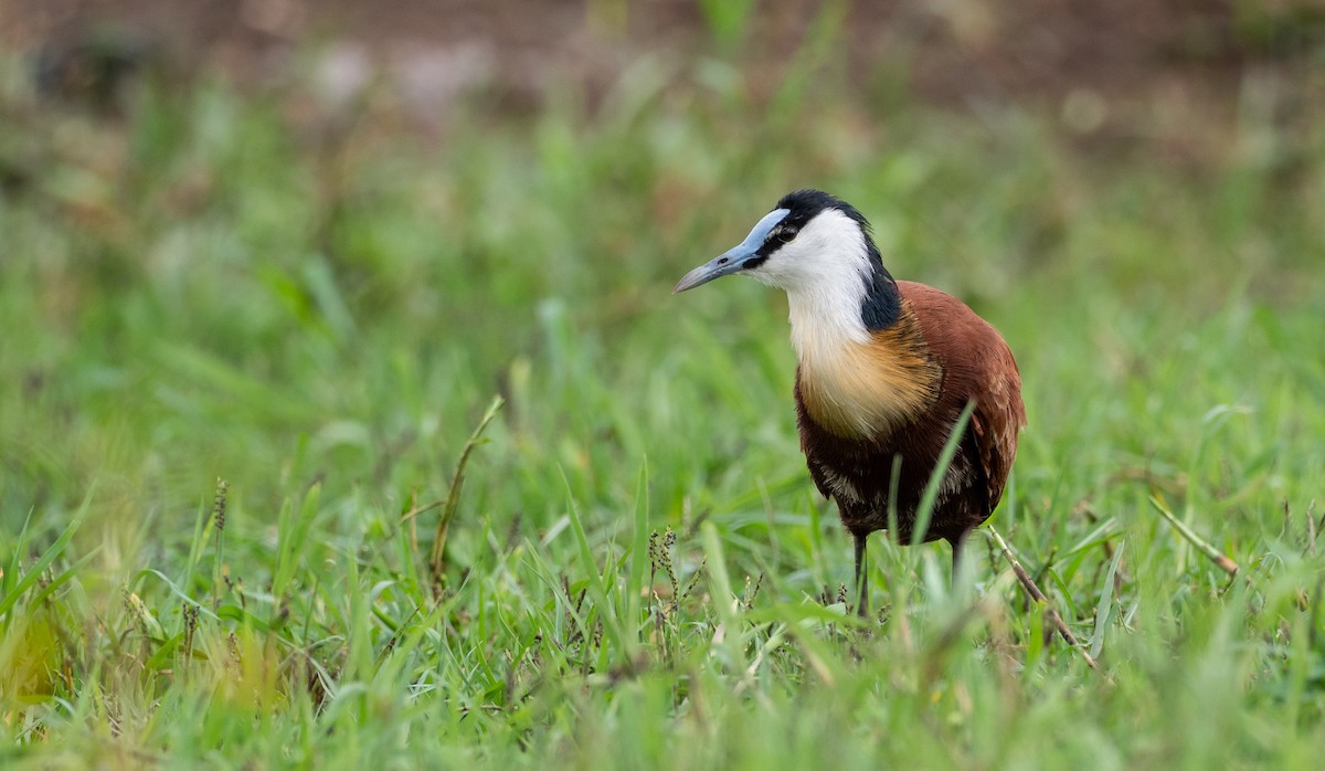 African Jacana - ML162497281