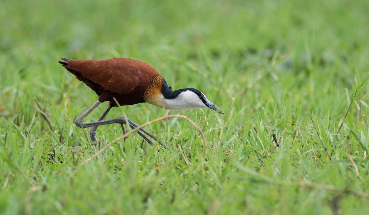 African Jacana - ML162498111