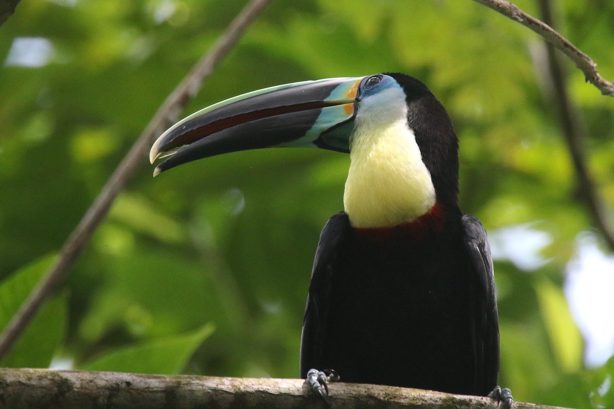 Channel-billed Toucan - Stephen Gast