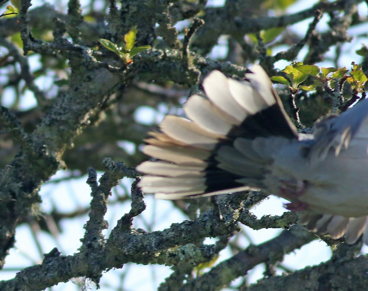 Eurasian Collared-Dove - Jeremiah Trimble