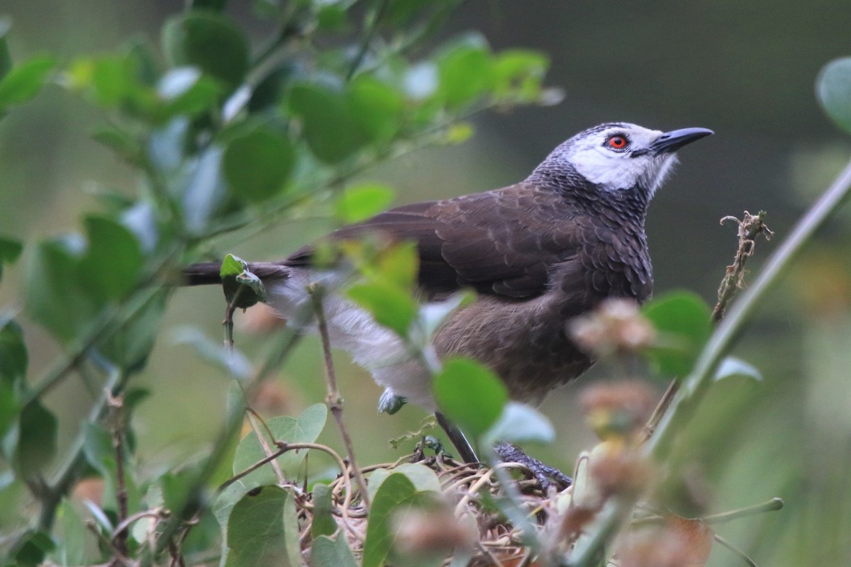 White-rumped Babbler - ML162502471