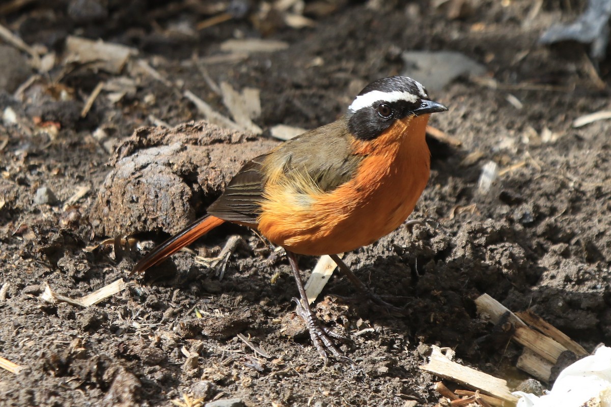 Rüppell's Robin-Chat - Fabio Olmos