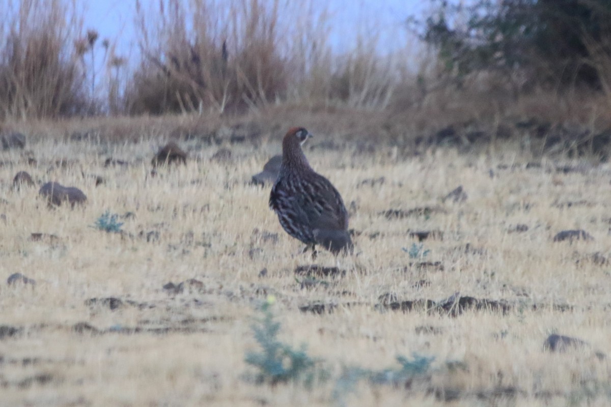 Erckel's Spurfowl - Fabio Olmos