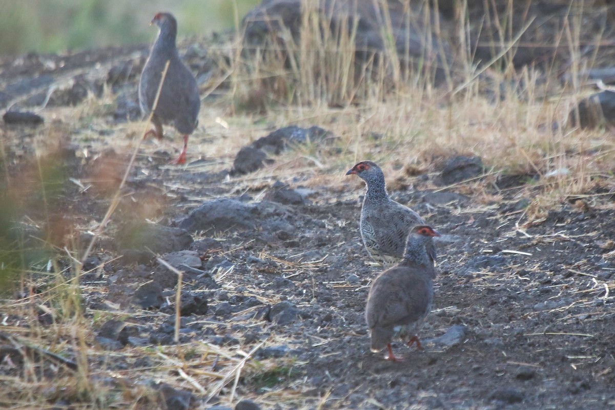 Harwood's Spurfowl - ML162502701