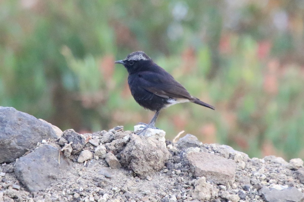 Abyssinian Wheatear - ML162502761