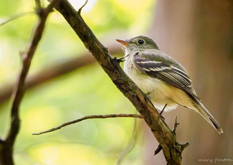 Acadian Flycatcher - ML162503721