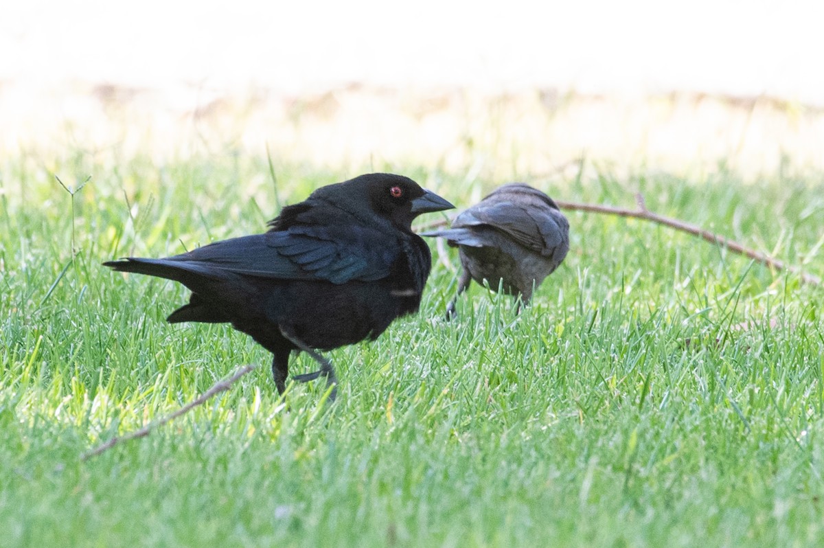 Bronzed Cowbird - ML162504461