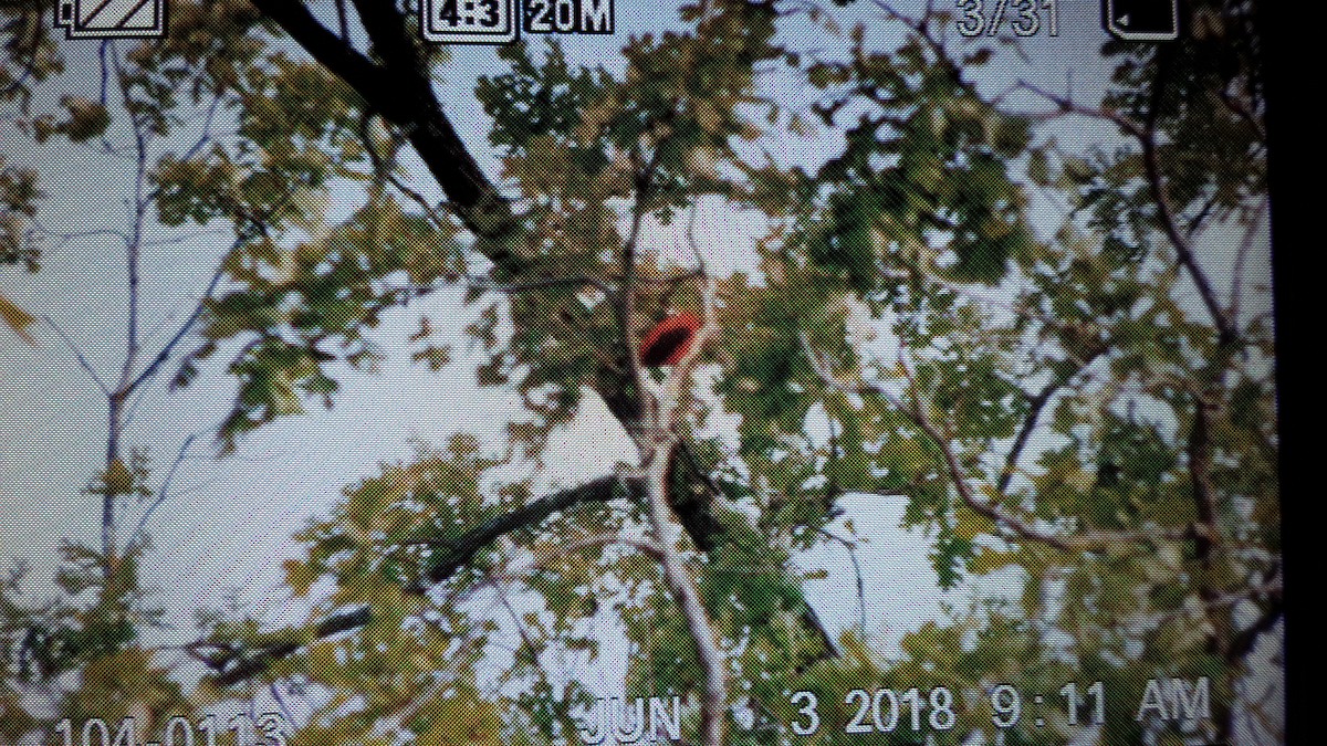 Scarlet Tanager - ML162505501