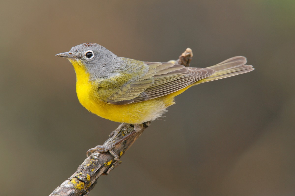 Nashville Warbler - Gracie  McMahon