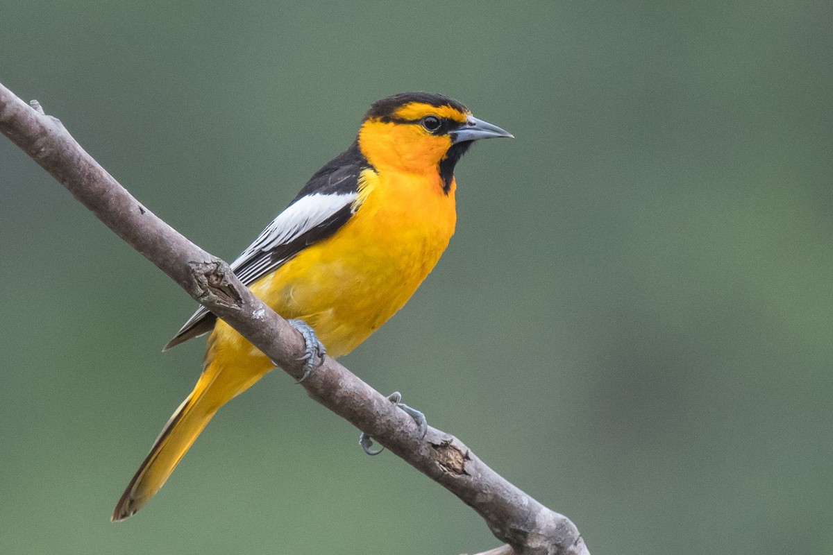 Bullock's Oriole - Nancy Christensen
