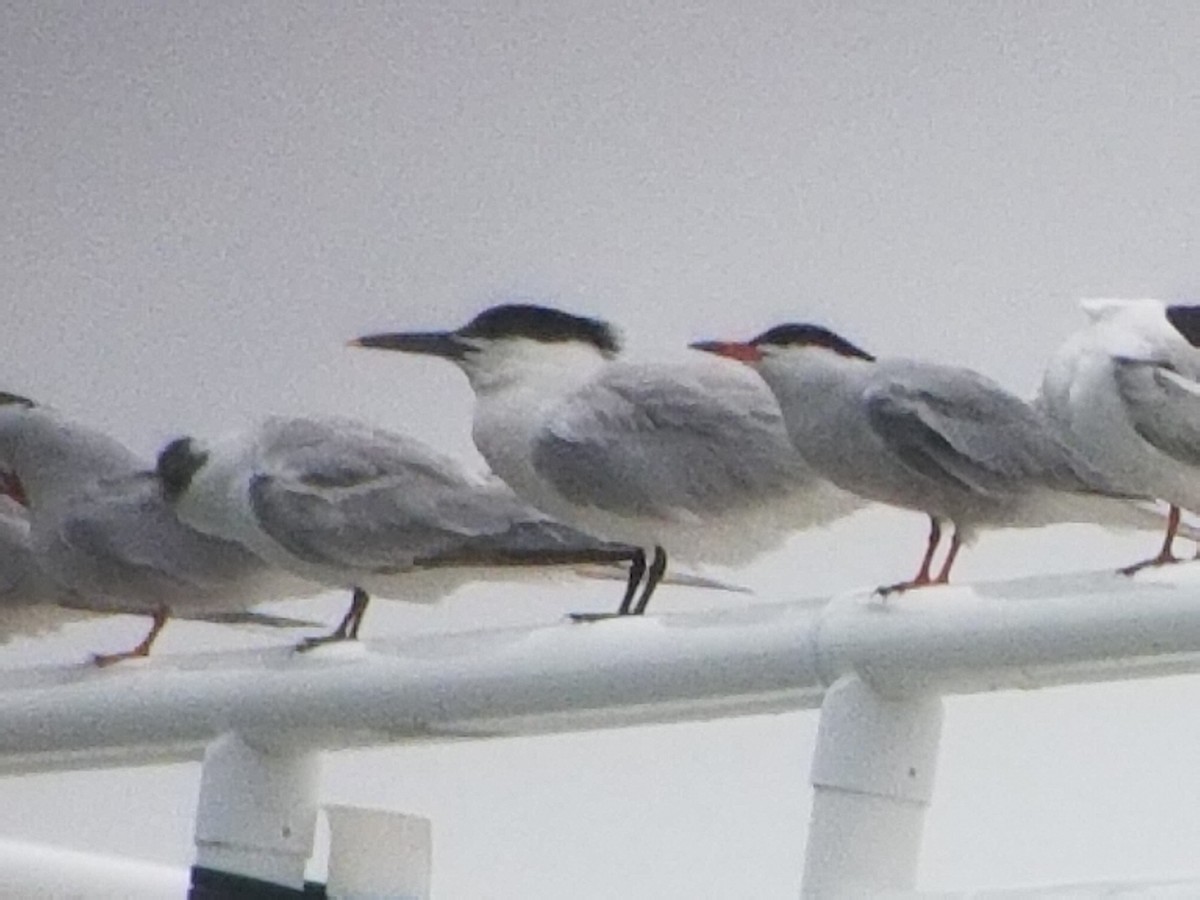 Sandwich Tern - ML162508571