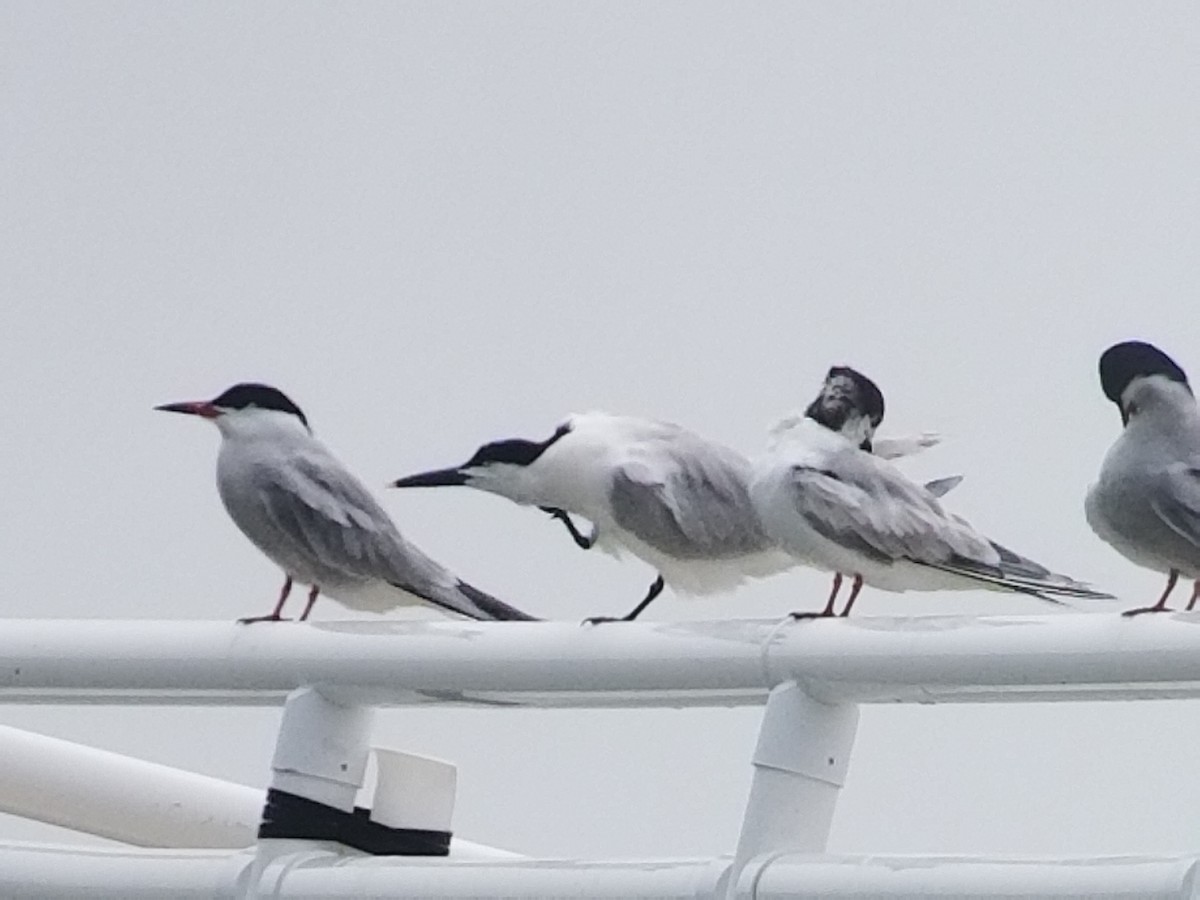 Sandwich Tern - ML162508901