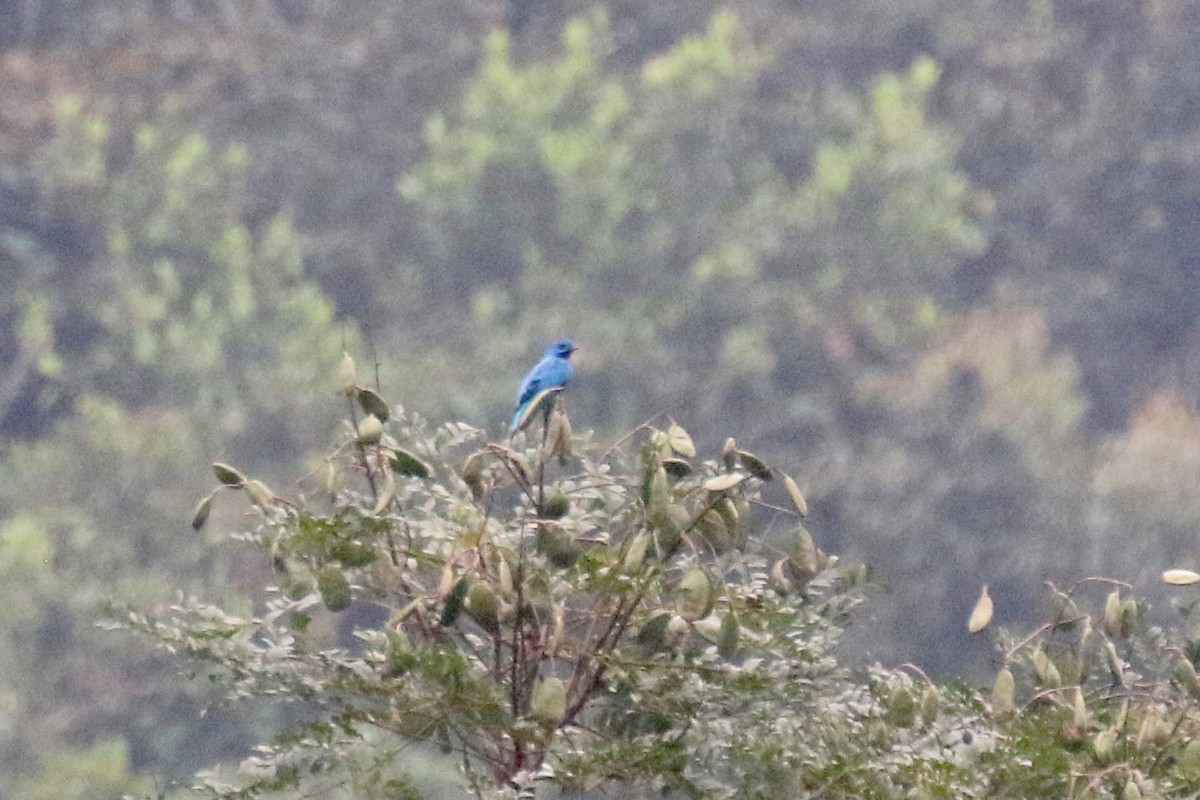 Blue Cotinga - ML162509221