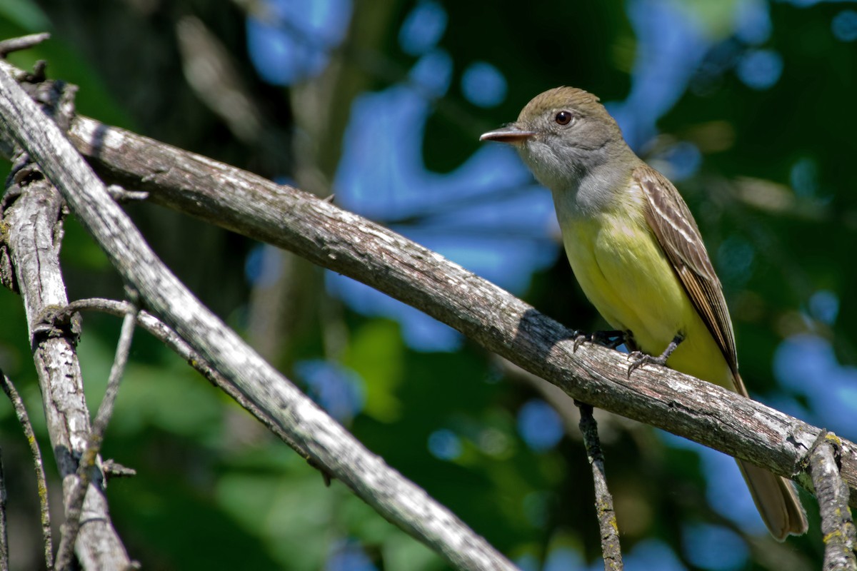 Great Crested Flycatcher - ML162511321