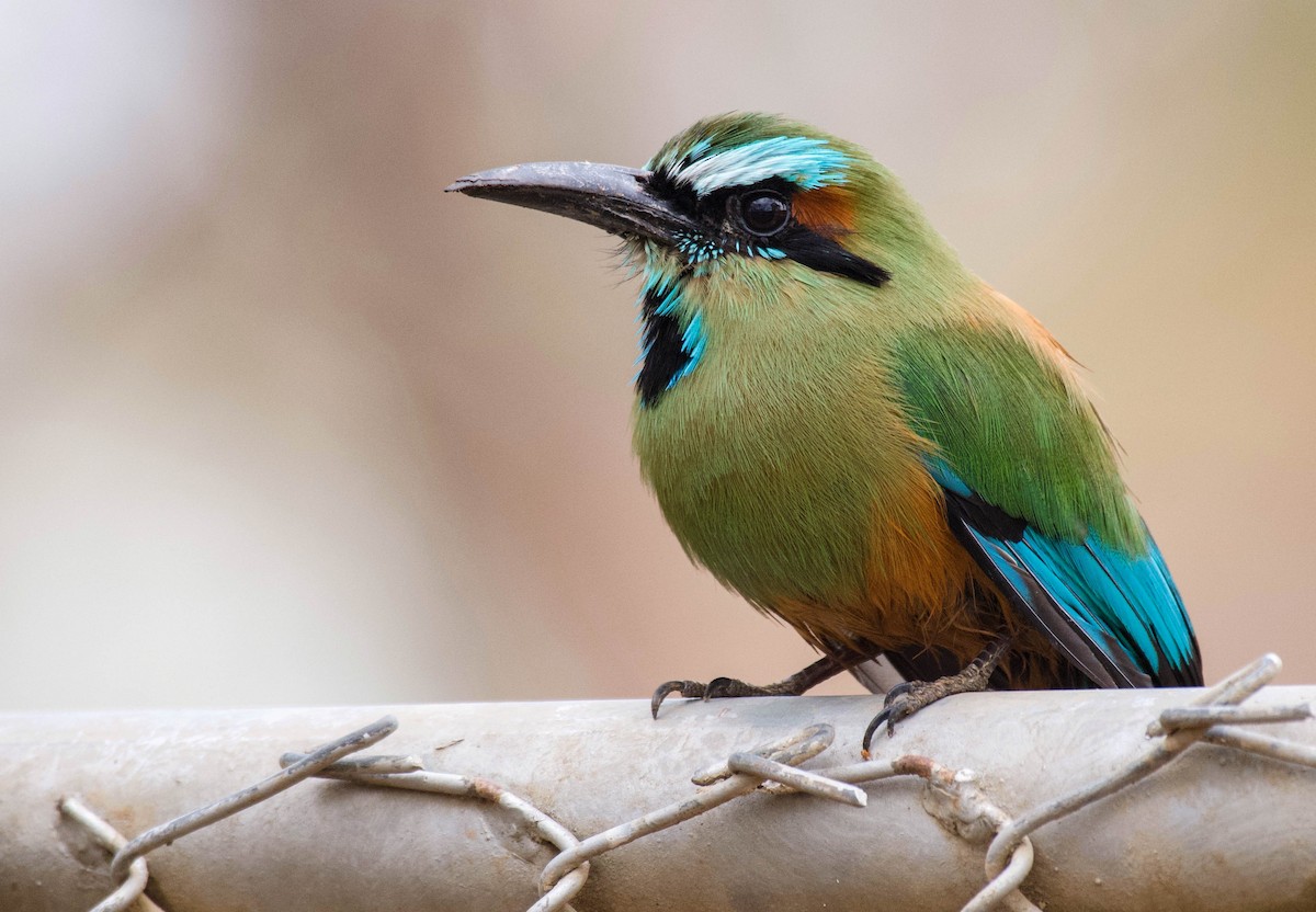 Turquoise-browed Motmot - Ryan Andrews