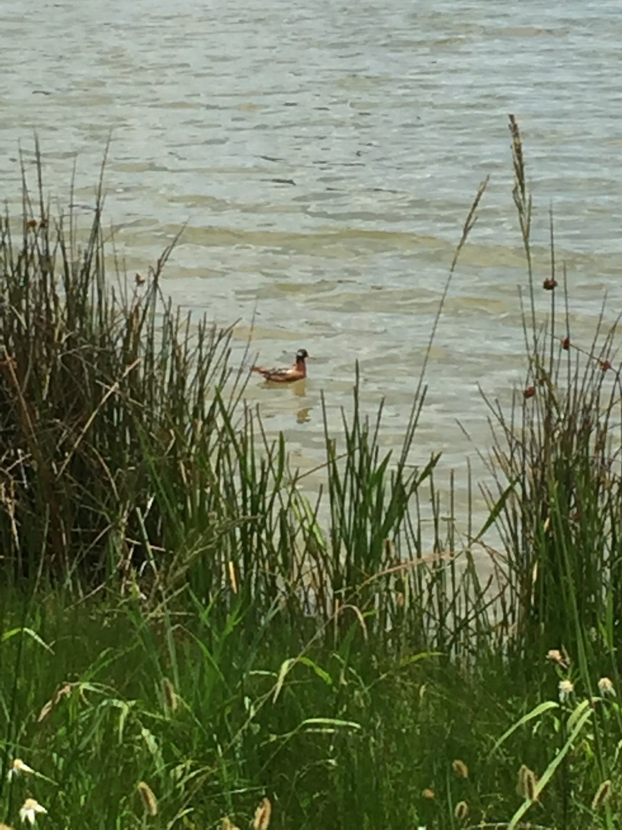 Red Phalarope - Richard Gibbons