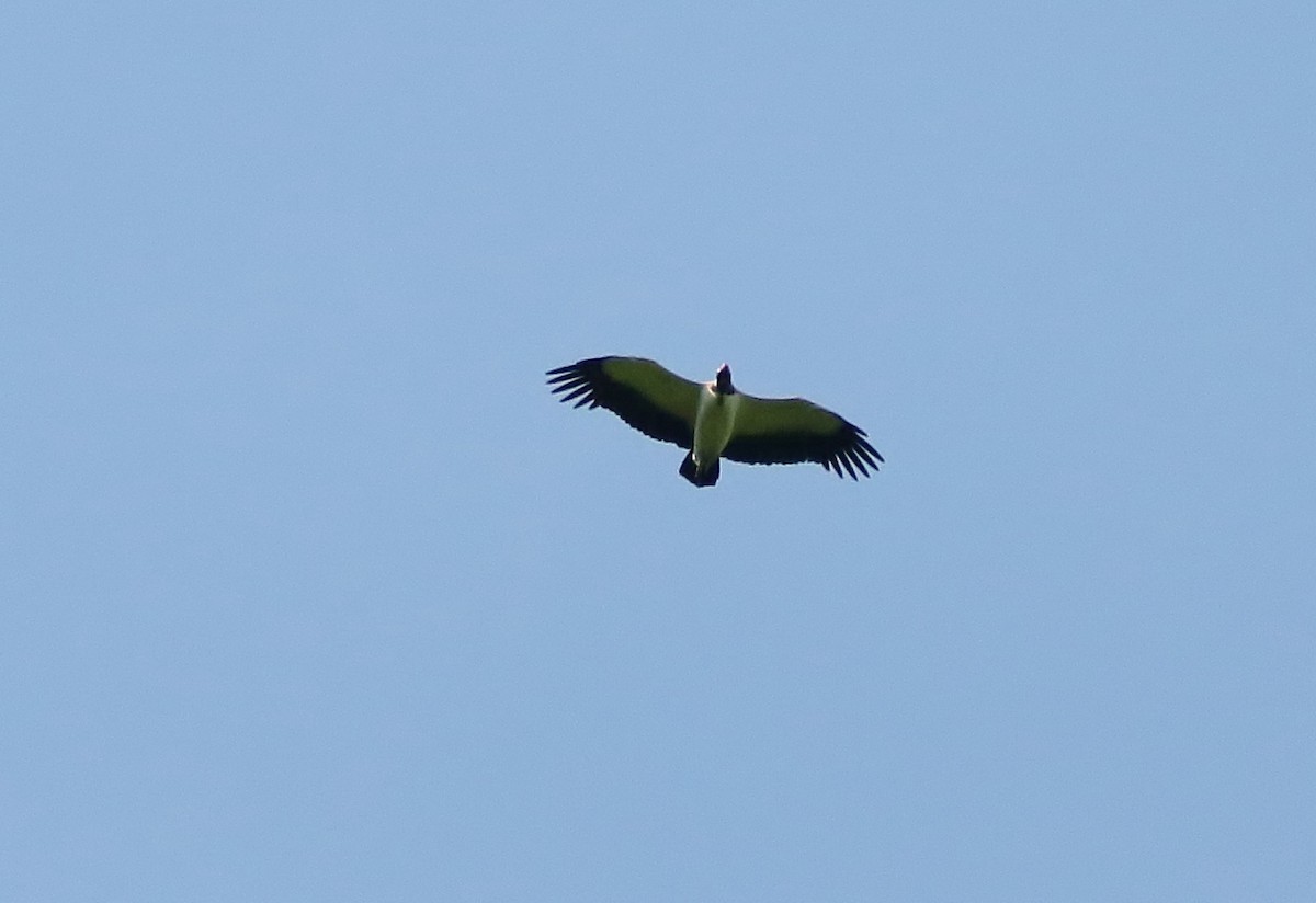 King Vulture - Margareta Wieser