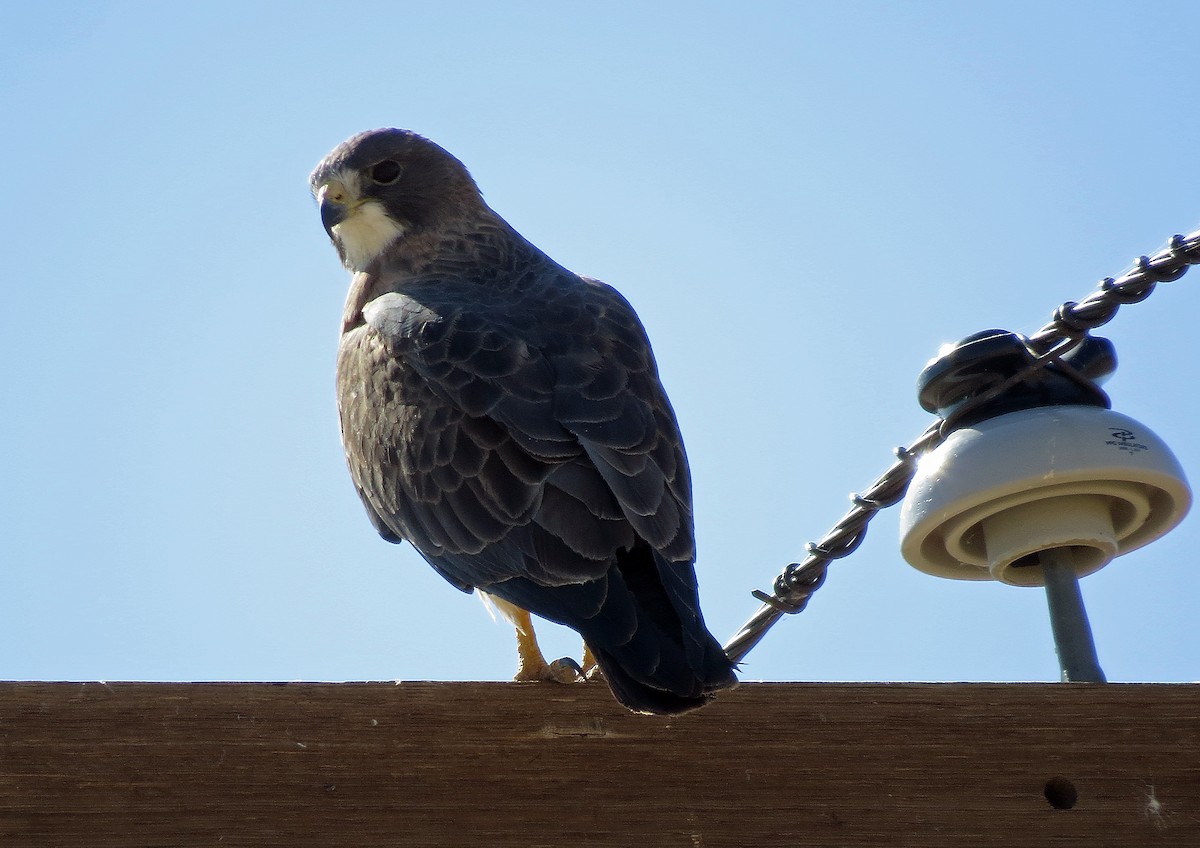 Swainson's Hawk - ML162515191