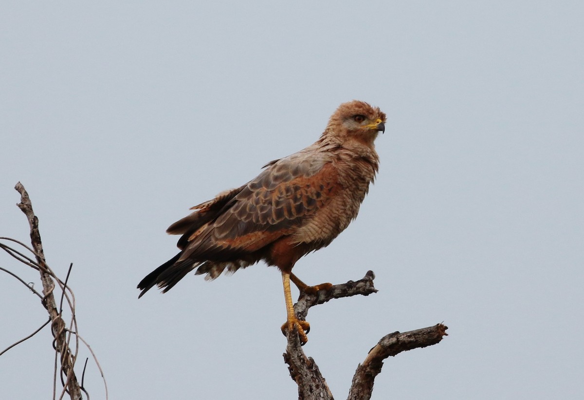 Savanna Hawk - Margareta Wieser