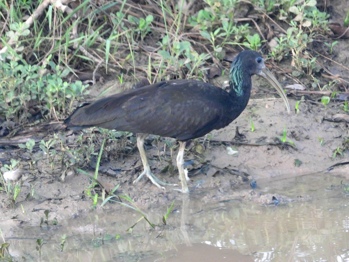 ibis zelený - ML162516651