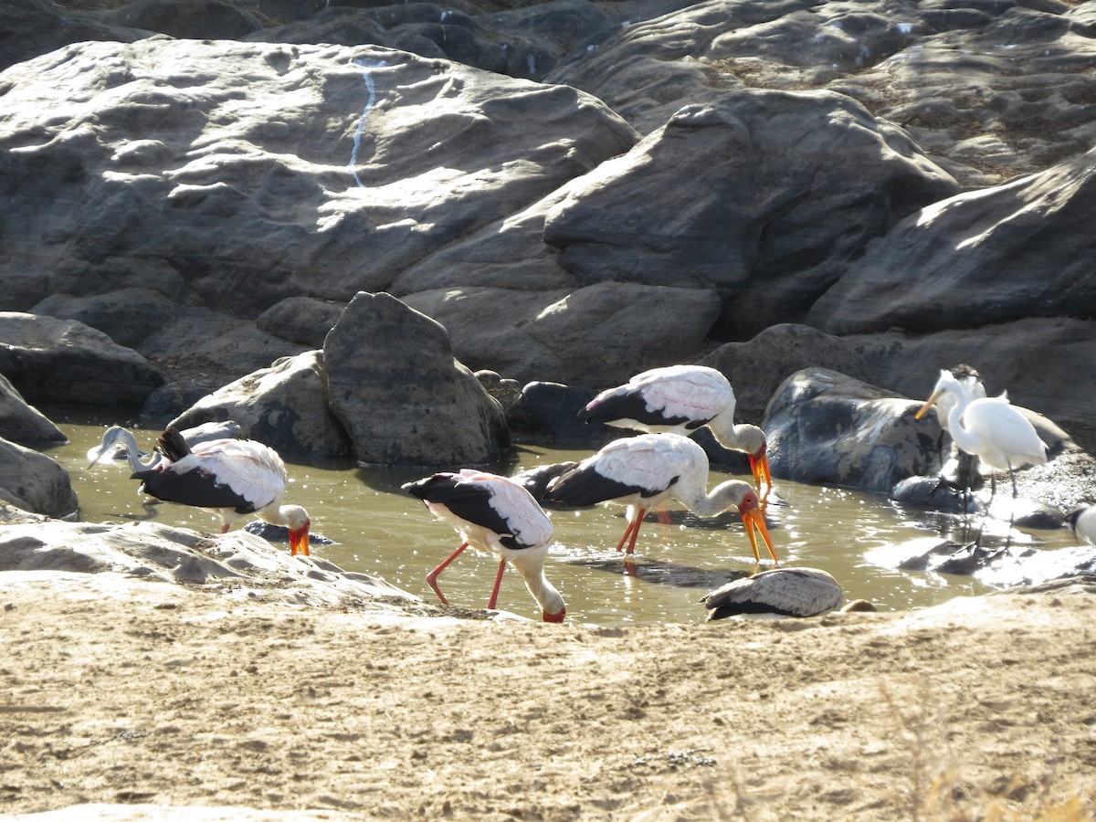 Yellow-billed Stork - ML162516991